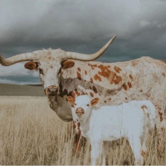 Meet your Posher, Bella - Picture 2 of 2